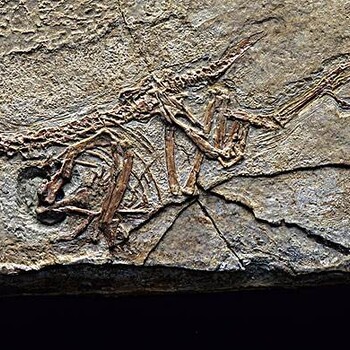 爬行动物化石怎么交易