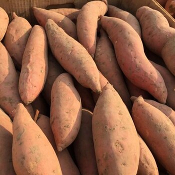山东烟台当地产的烟薯25各种规格烤地瓜烤红薯
