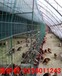推荐合肥隔离网围栏优质合肥养鸡隔离网围栏网价格美丽