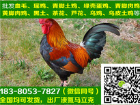 四川都江堰九斤黄鸡苗销售,九斤黄鸡苗孵化场图片2