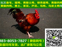 四川都江堰九斤黄鸡苗销售,九斤黄鸡苗孵化场图片0