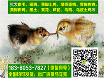 四川都江堰九斤黄鸡苗销售,九斤黄鸡苗孵化场图片3