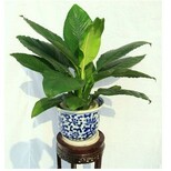 天津植物租赁公司天津植物租摆公司天津植物销售公司图片3