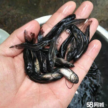 黑魚魚苗供應圖片
