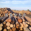 葫芦岛建筑木方