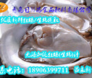 青岛牡蛎提取物价格牡蛎汁作用食品级调味料海鲜提取物蚝汁厂家