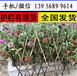 南阳市邓州市花草栅栏塑料护栏,哪家好，1米高生产厂