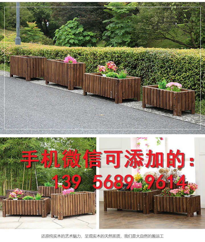 供应：阳台花园庭院紫竹子的图片价格