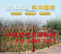 衡东县竹篱笆竹子护栏pvc塑钢栏杆草坪护栏（中闻资讯）