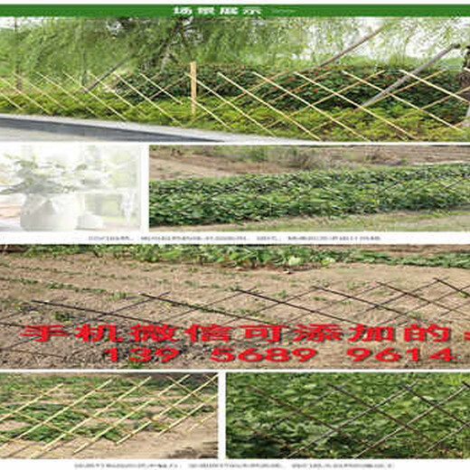 彭泽县竹篱笆竹子护栏菜园pvc栅栏草坪护栏（中闻资讯）
