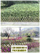 漯河舞阳pvc护栏绿化栏杆围栏竹篱笆草坪护栏道路围墙花园