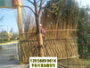 新丰县竹篱笆竹子护栏碳化木围栏pvc护栏（中闻资讯）