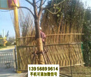 霸州竹篱笆防腐木实木围栏草坪护栏户外围栏栅栏图片