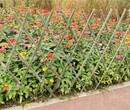 铜山区竹篱笆竹护栏围栏户外花园围栏花园装饰围栏（中闻资讯）图片