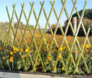 吉林吉林磐石竹篱笆绿化带花园栏杆草坪围栏百度资讯