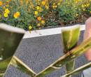 濮阳南乐竹篱笆碳化伸缩栅栏竹护栏草坪护栏图片