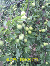 贵州嫁接蜂糖李品种介绍糖李种植技术蜂蜂糖李市场