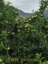 贵州蜂糖李毕节蜂糖李基地蜂糖李种植技术蜂糖李种植环境蜂糖李种植密度