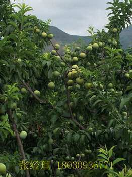 贵州蜂糖李毕节蜂糖李基地蜂糖李种植技术蜂糖李种植环境蜂糖李种植密度