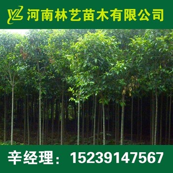 漯河大葉女貞批發(fā),5-11公分大葉女貞價(jià)格行情