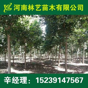 登封大葉女貞價格,6-12公分大葉女貞價格行情