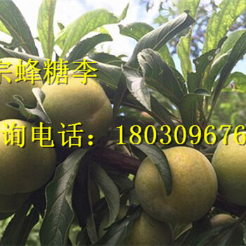 湖南李子的種植技術(shù)湖南嫁接蜂糖李批發(fā)價格