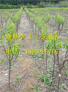 蜂糖李種植，蜂糖李