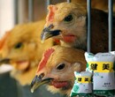 肉禽养殖需用健美禽促进禽类肠道发育提高采食量降低料肉比图片
