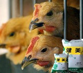 肉禽养殖需用健美禽促进禽类肠道发育提高采食量降低料肉比