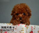 泰迪幼犬，江门什么地方有卖泰迪犬图片