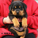 防暴犬罗威纳、基地出售高品质罗威纳幼犬可签协议