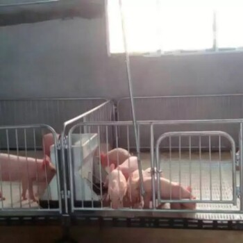 辽宁母猪产床猪产床仔猪分娩床双体产床连体产床
