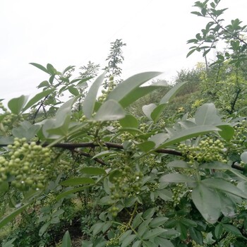 四川嫁接藤椒苗，四川嫁接藤椒苗产量