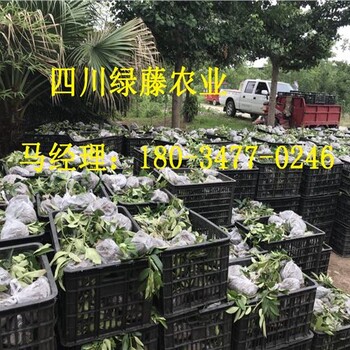 四川無刺大紅袍花椒苗，四川無刺大紅袍花椒苗產(chǎn)量