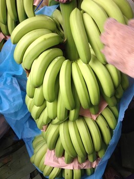 香蕉基地批发