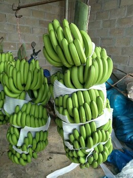香蕉代办