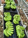 云南香蕉供货图片2