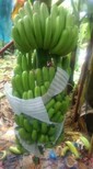 香蕉广西代办图片2