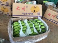 云南香蕉供货图片1