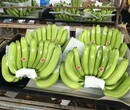 香蕉基地供货