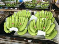 云南香蕉供货图片0