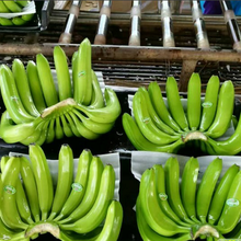 云南基地香蕉供货图片