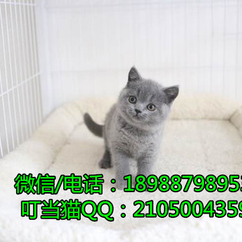 深圳哪里有卖纯种英短蓝猫深圳纯种英短蓝猫价格