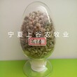 花棒种子--大量供应--沙生植物--防风固沙