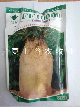 喂豬、喂雞、喂奶牛牧草--飼用甜菜-高產(chǎn)15噸