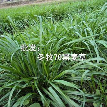 冬季牧草冬季种什么牧草好冬牧草