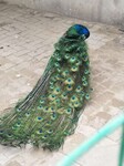 蓝孔雀价格多少钱一只孔雀养殖场各年龄段观赏孔雀