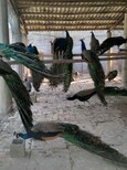 孔雀价格一只多少钱孔雀养殖基地活体孔雀蓝孔雀价格图片2