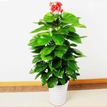 广州科学城绿植购买黄埔办公室植物盆栽1天送货上门