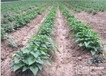 红薯苗批发种植